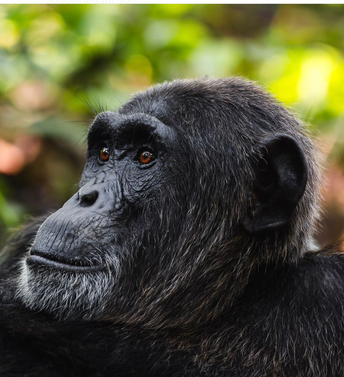 Chimpanzee