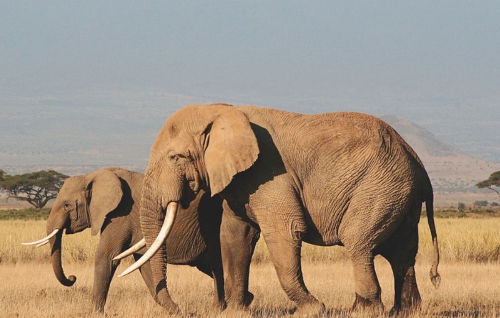 Elephants