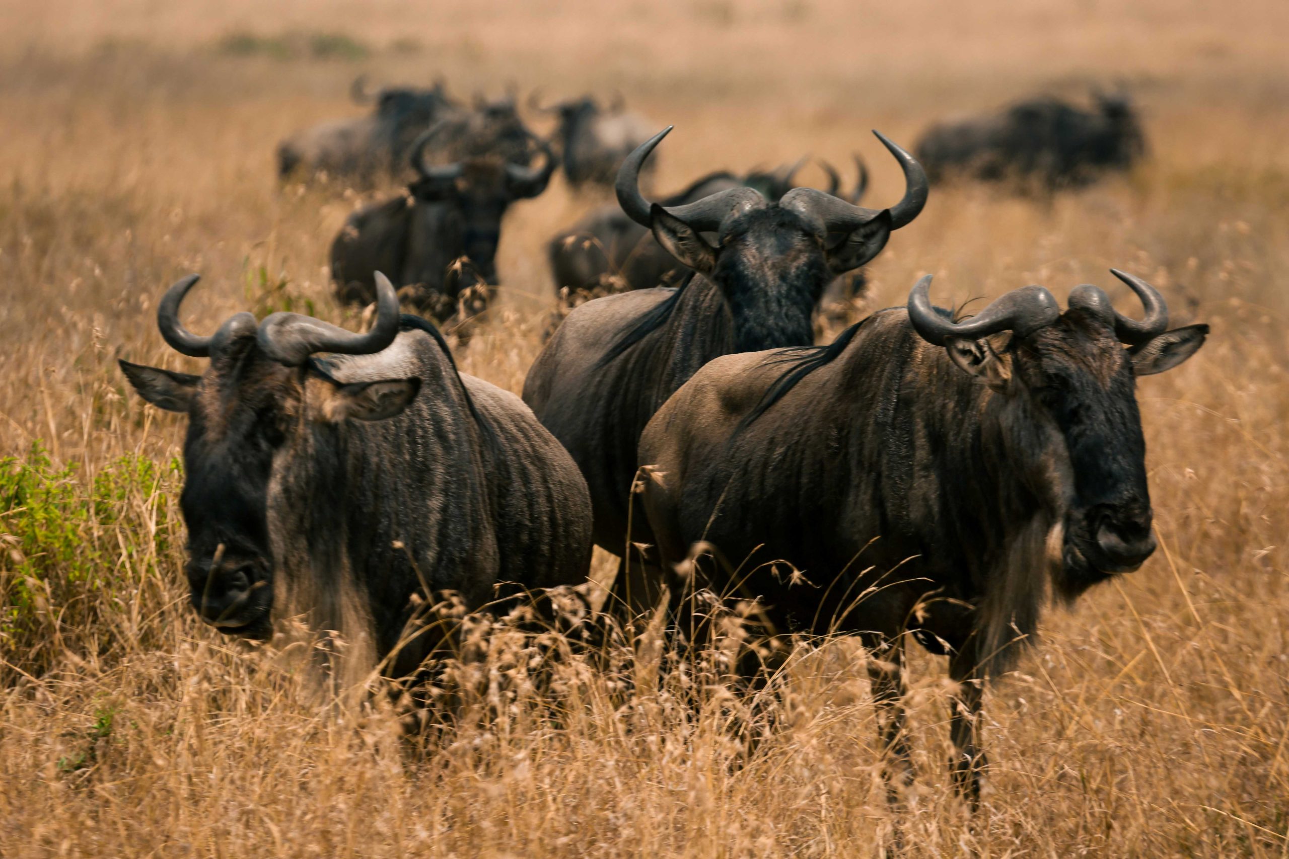 Wildebeest Migration Kenya- Agasaro Safaris