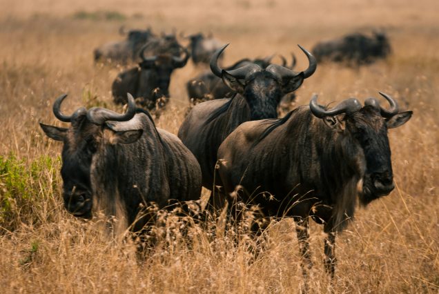 Wildebeests in Kenya