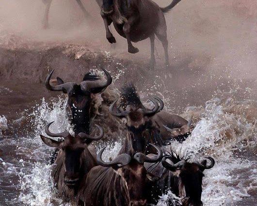 Mara River crossing