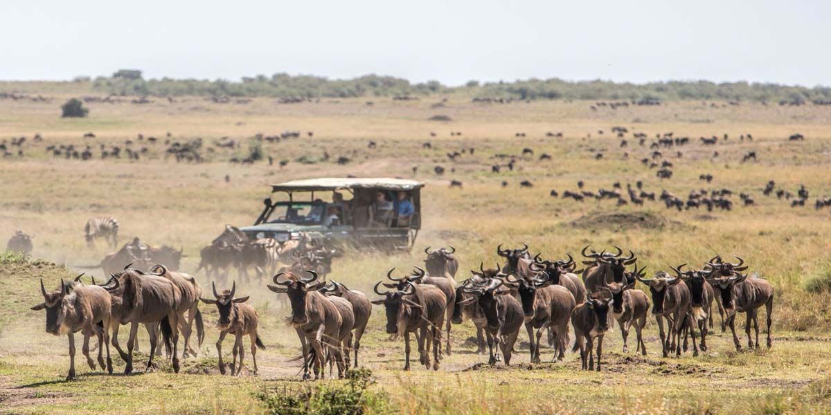 African safari wildlife experience in East Africa