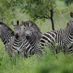 Arusha National Park