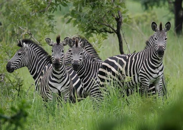 Arusha National Park