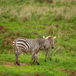 Kidepo National Park- Zebras