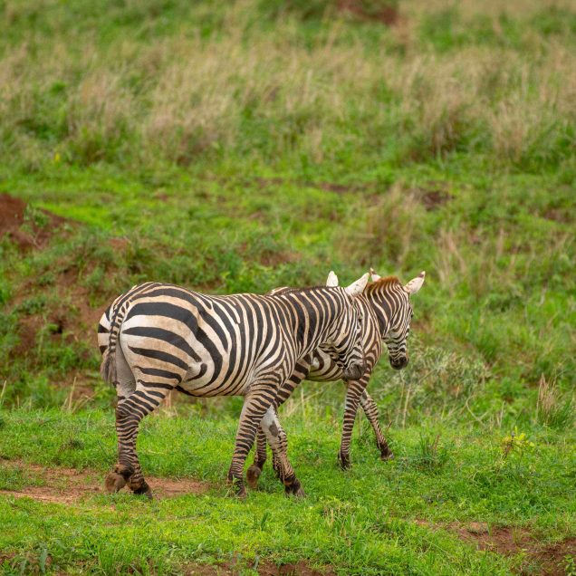 Kidepo Valley National Park