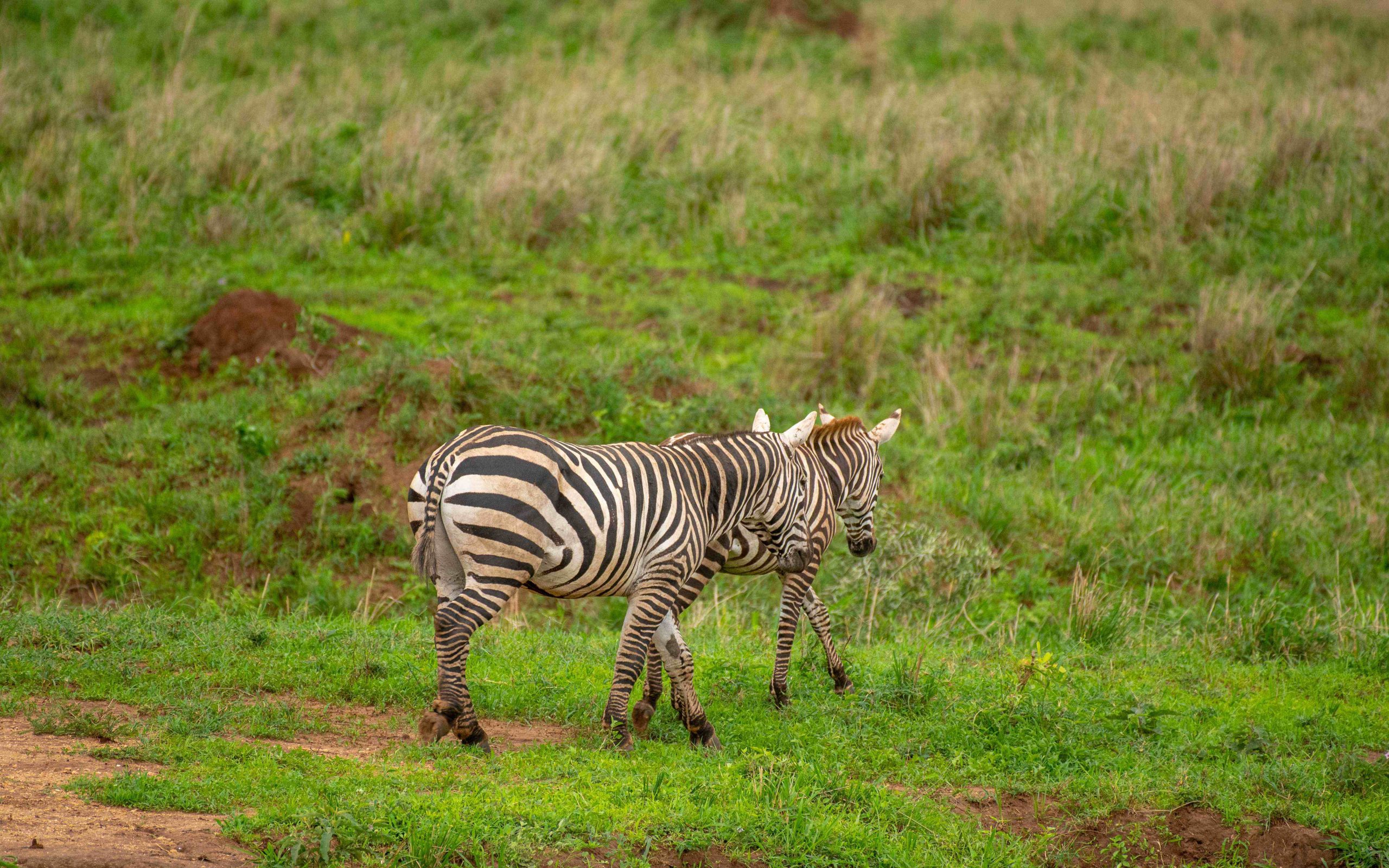 Kidepo National Park- Zebras