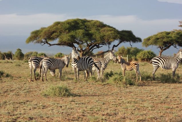 Masai Mara National Park