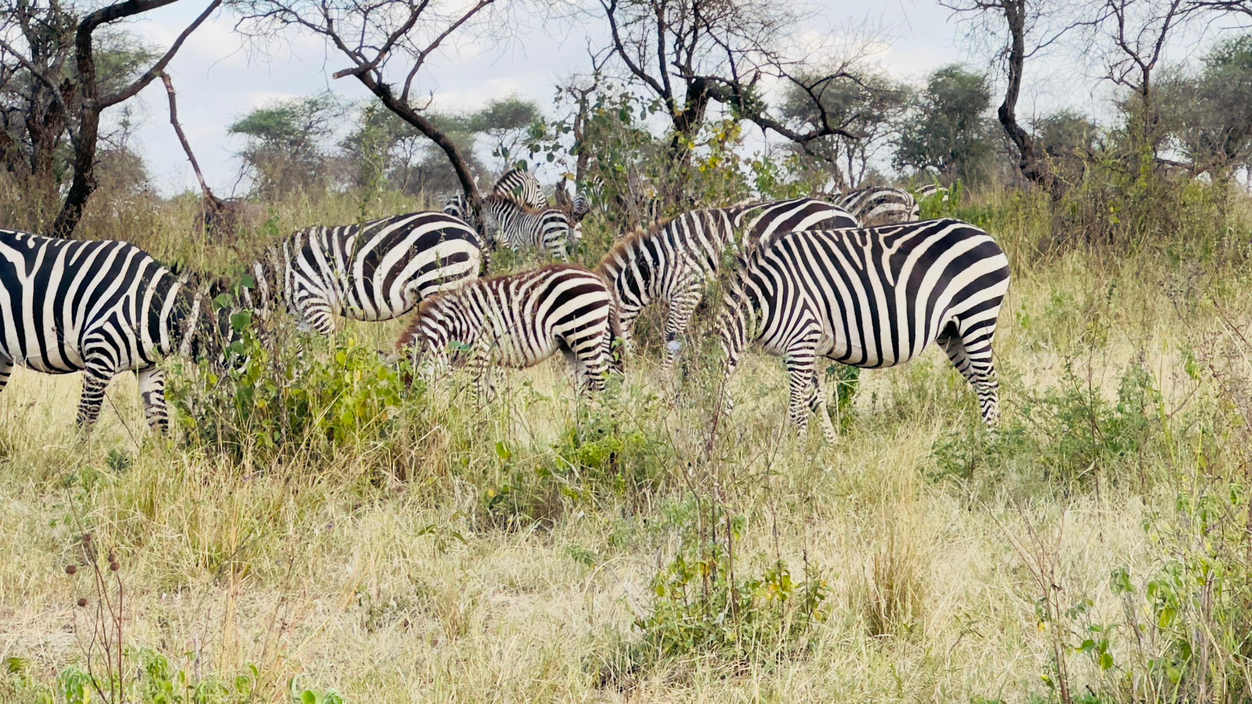 Zebras in Serengeti
