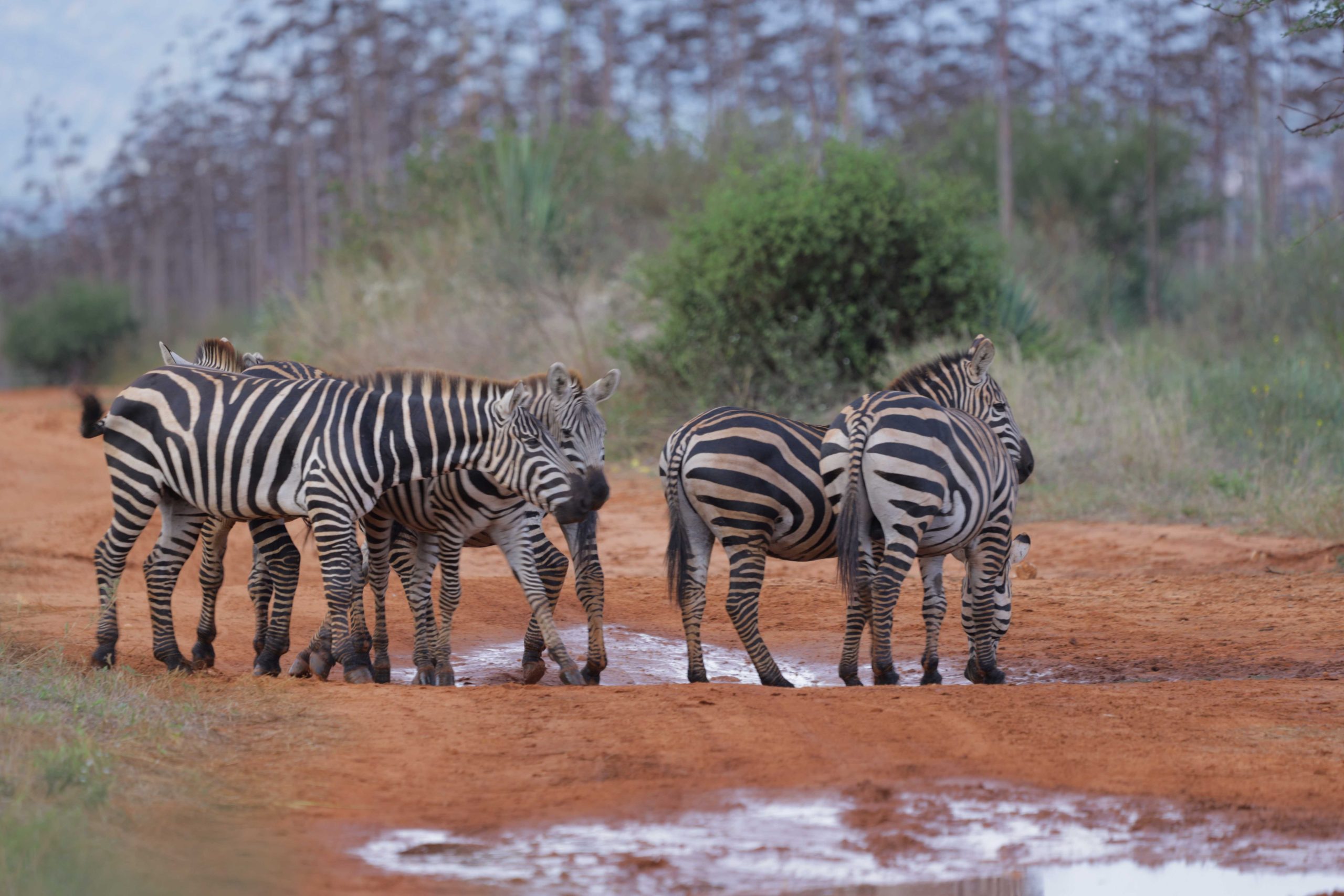 Zebras