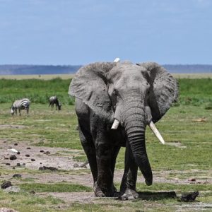 Tarangire Elephant