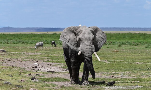 african-elephants-tarangire-national-park-tanzania_