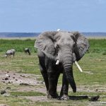 Tanzania National Parks