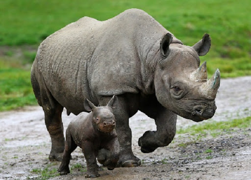 Rhinos