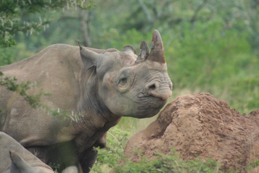 Rhinos in Akagera National Park