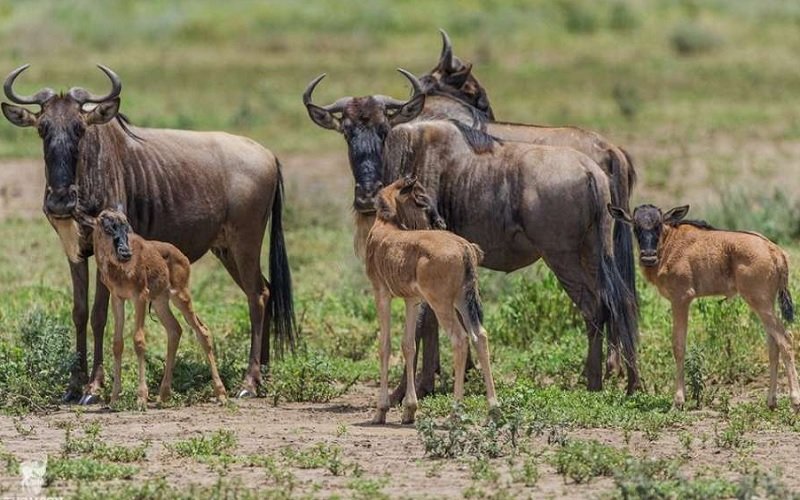 Wildebeests