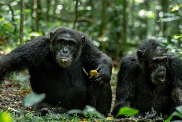 Kibale Chimps