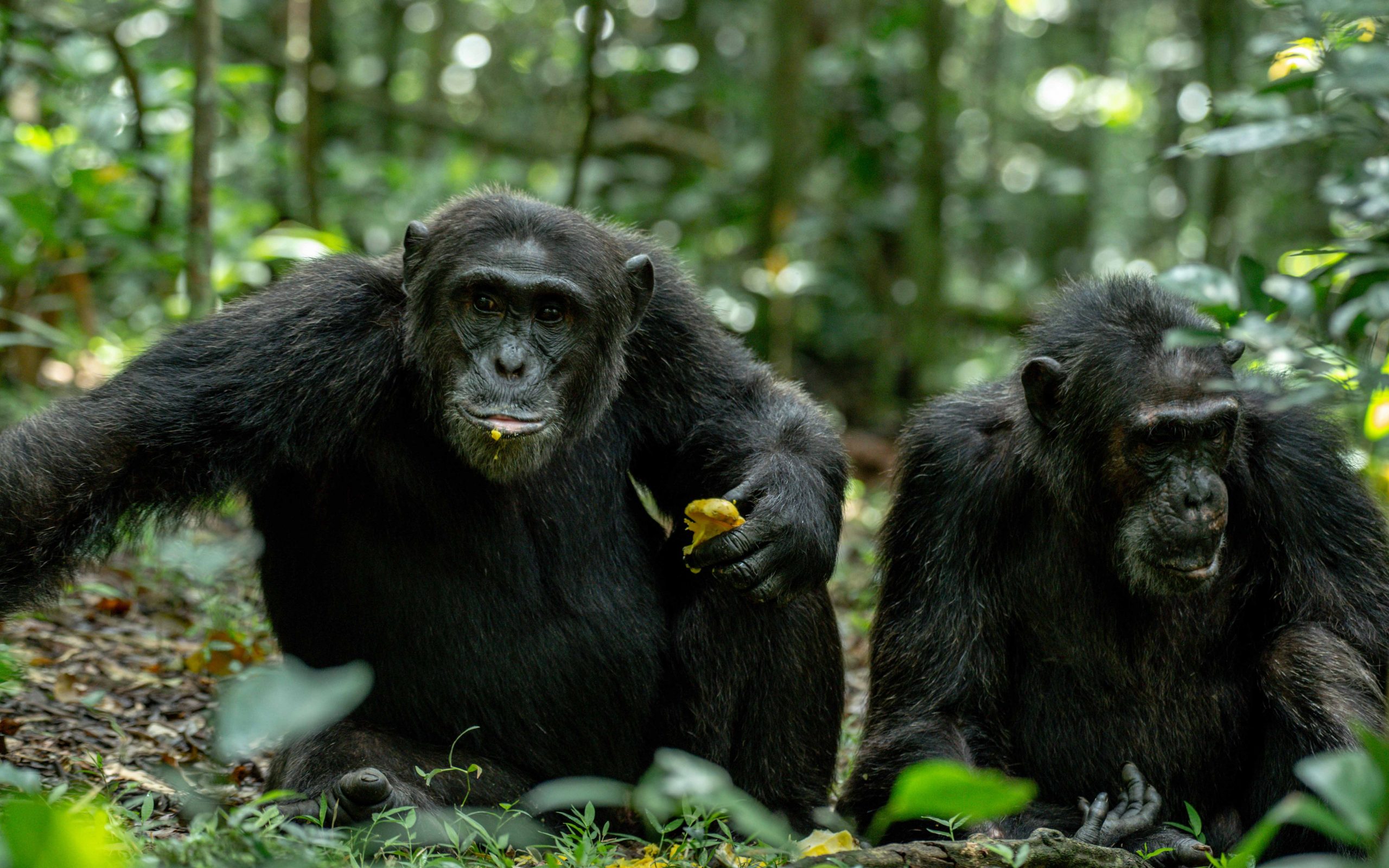 Kibale Chimps
