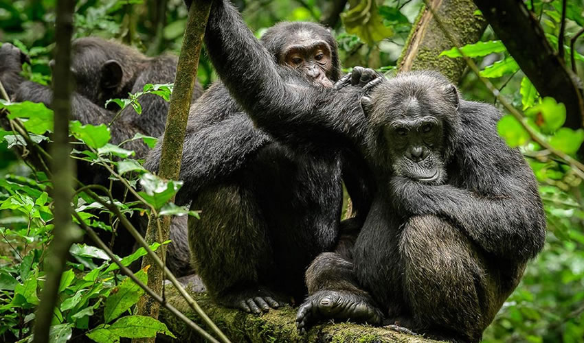 Rwanda Chimps