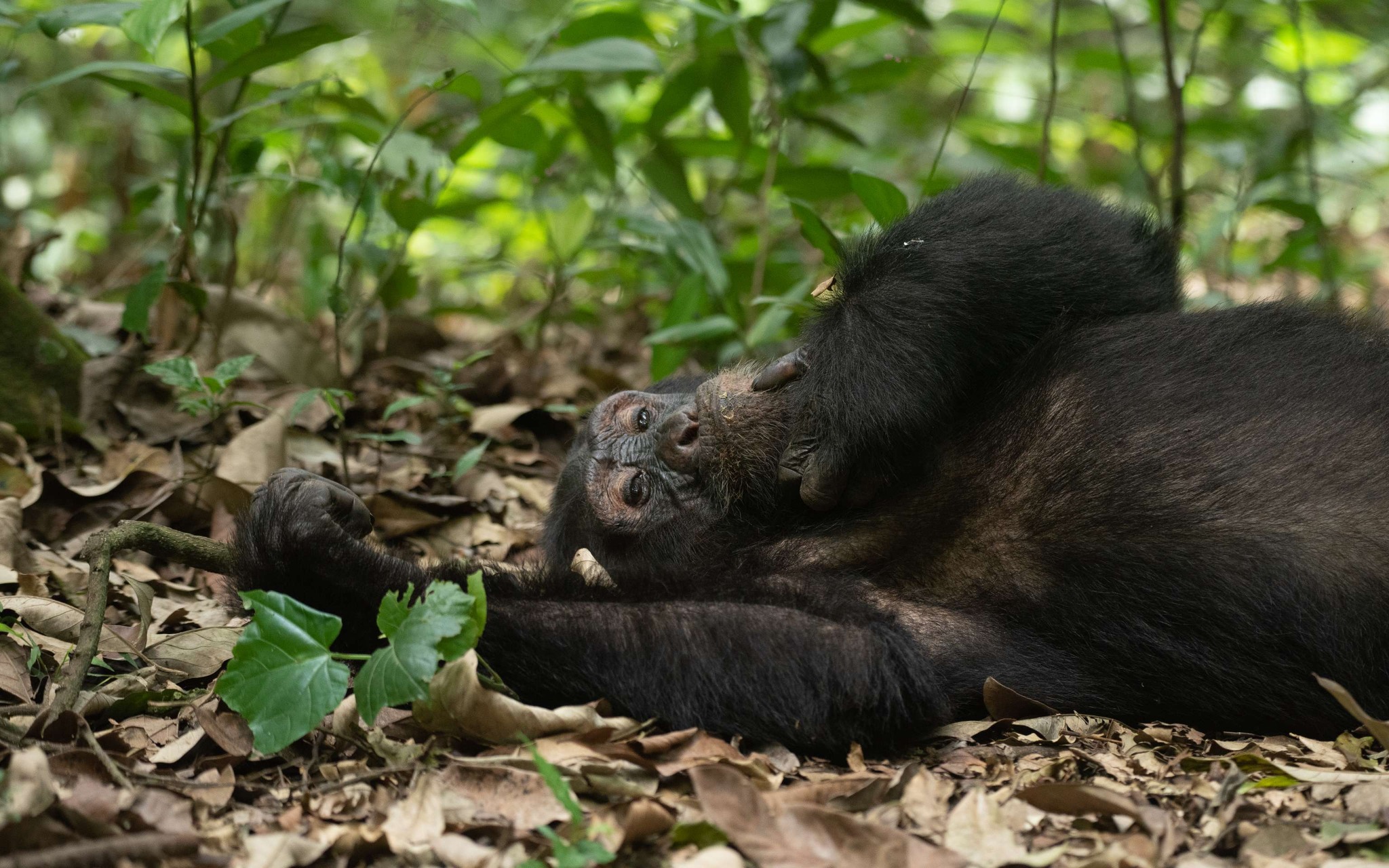 Kibale national park- Chimp