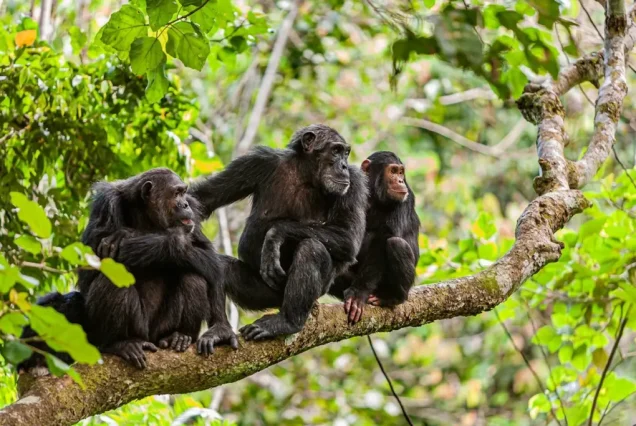 Chimpanzee Trekking in Kibale