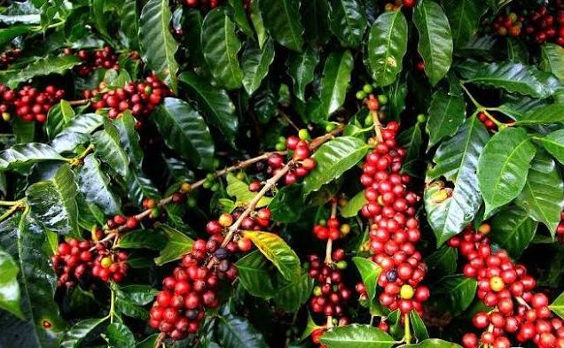 coffee