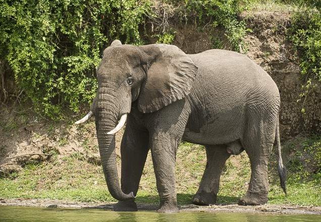 Queen Elizabeth National Park