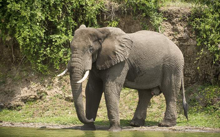 elephant