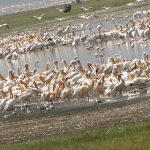 Lake Nakuru National Park
