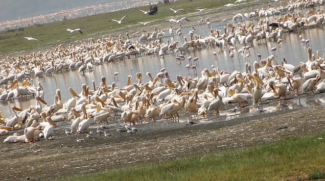 Lake Nakuru National Park