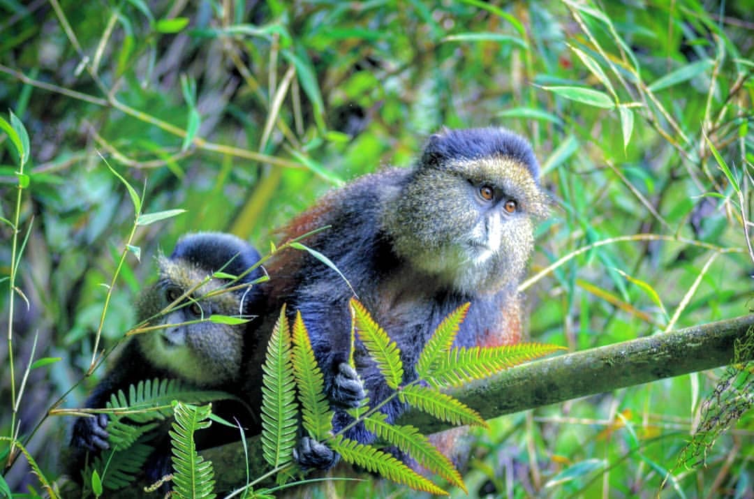 Golden Monkeys