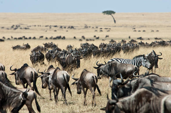 Wildebeest Migration