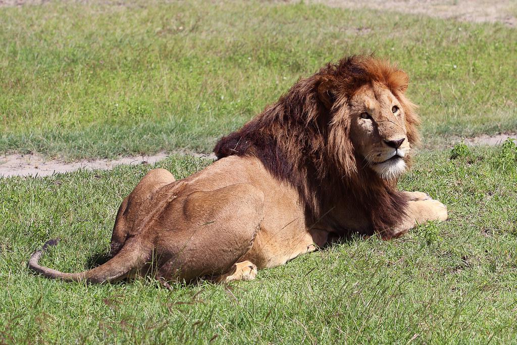 Lion
