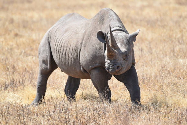 Ngorongoro Rhinos