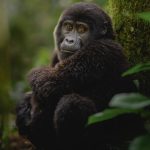 Gorilla Trekking