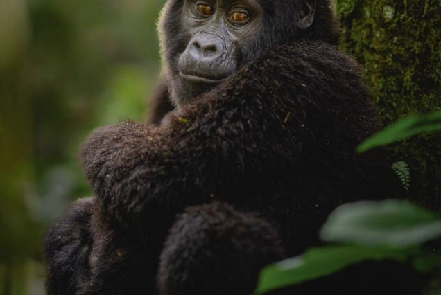 Gorilla Trekking Safaris