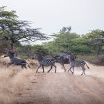Tanzania Safaris