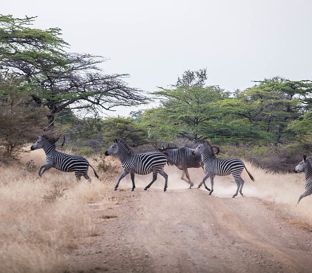 Tanzania Safaris