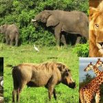 National Parks In Uganda