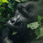 How Much Does Gorilla Trekking in Uganda Cost?