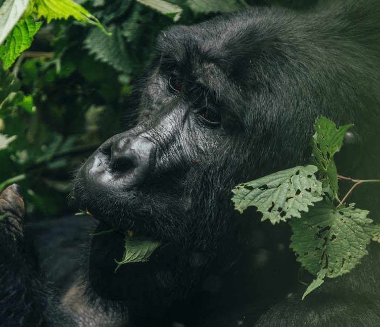 How Much Does Gorilla Trekking in Uganda Cost?
