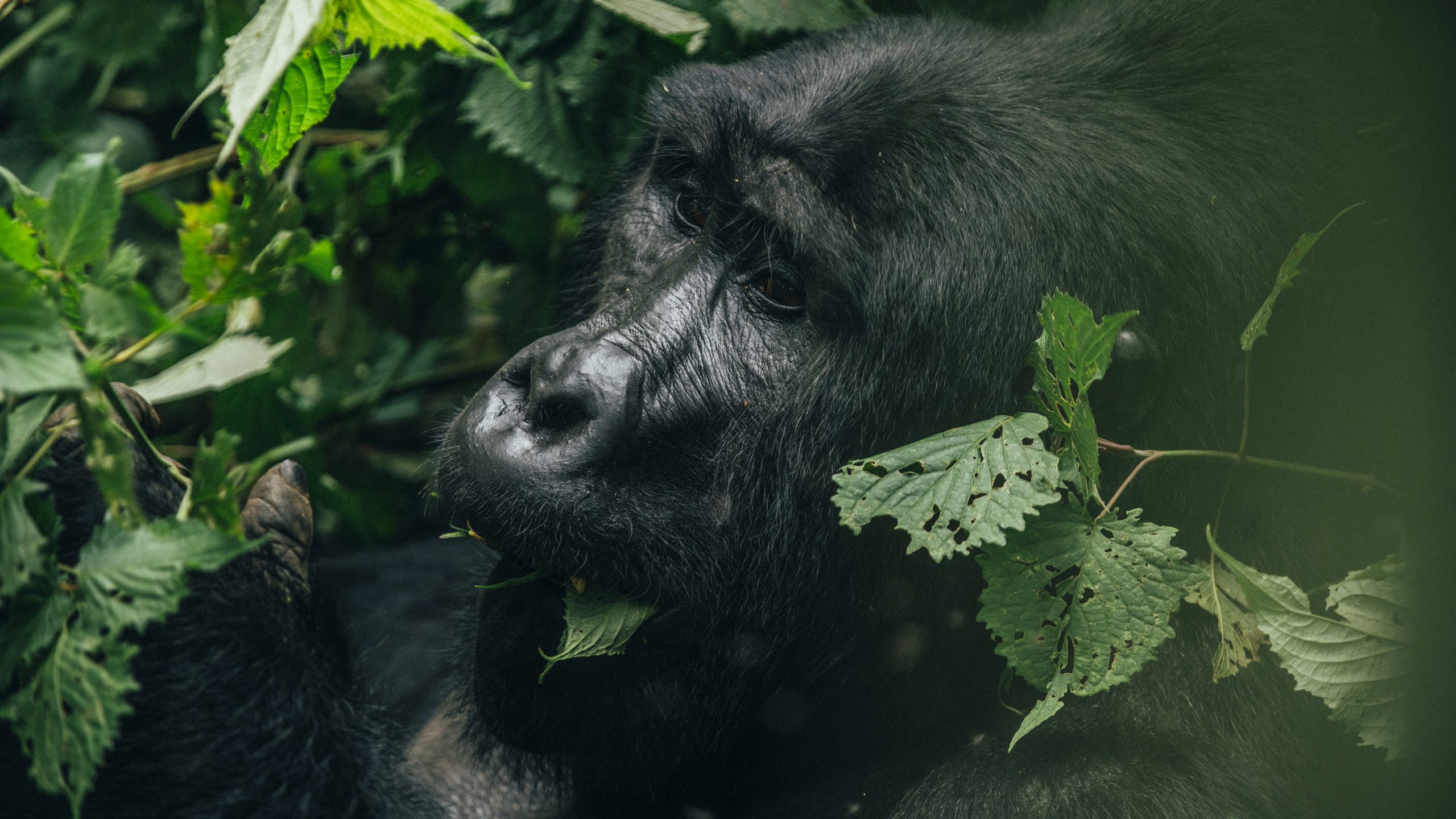 How Much Does Gorilla Trekking in Uganda Cost?
