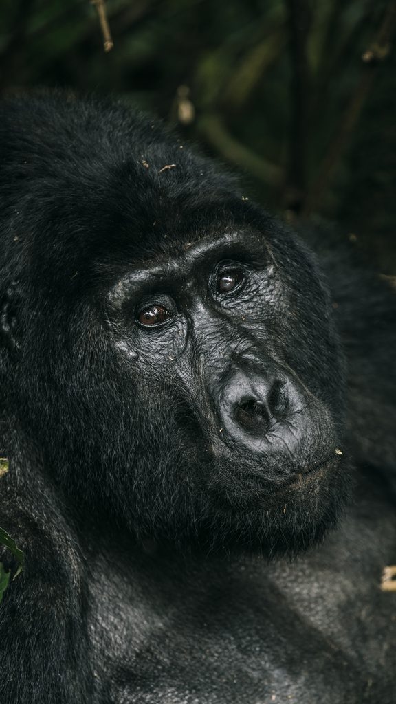 How Much Does Gorilla Trekking in Uganda Cost?