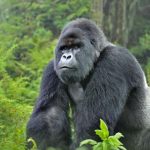 gorilla habituation