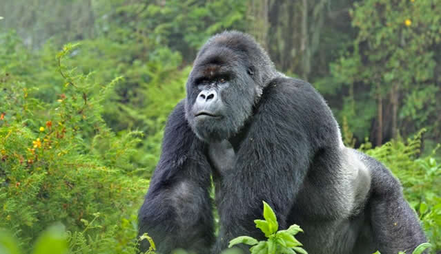gorilla habituation