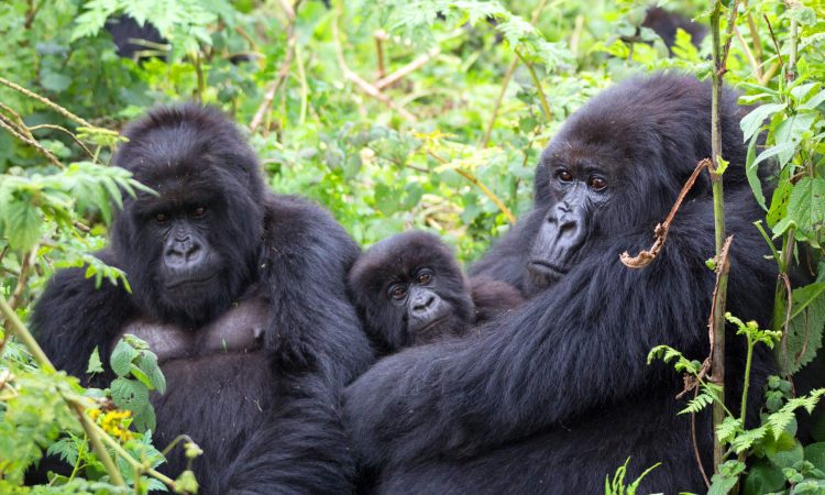 Gorilla Trekking & Great Migration