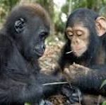 Chimpanzee Trekking vs Gorilla Trekking