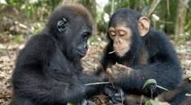 Chimpanzee Trekking vs Gorilla Trekking