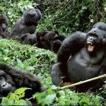 Gorilla Habituation Uganda