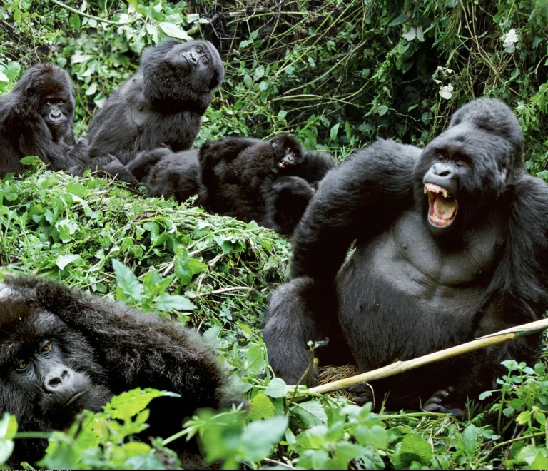 Gorilla Habituation Uganda
